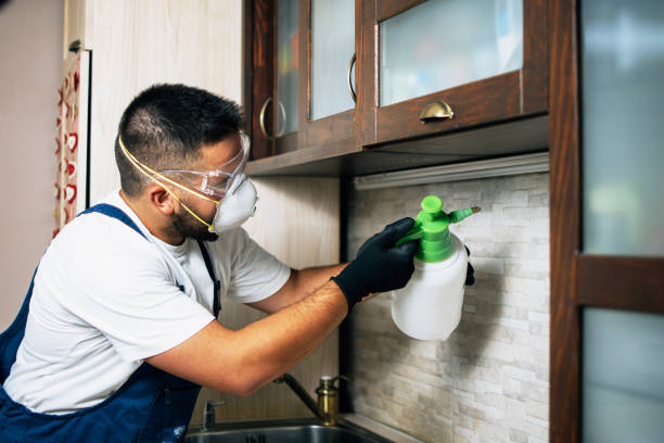 Best Wasp Removal Services  in Berino, NM
