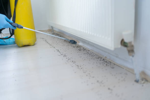 Wasp Removal Services in Berino, NM